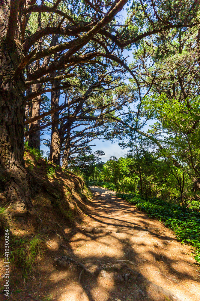 Mount Victoria path with dense woodland and sunlight peeking through on trail floor in Wellington, New Zealand Mount Victoria path with dense woodland and sunlight peeking through on trail floor in Wellington, New Zealand