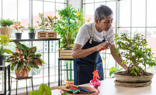 A senior Asian man gardener using planting scissor cutting the branches of a small tree in indoor garden
