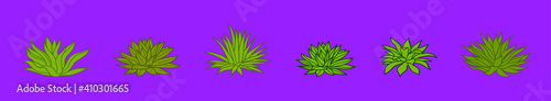 set of maguey plant cartoon icon design template with various models. vector illustration isolated on purple background