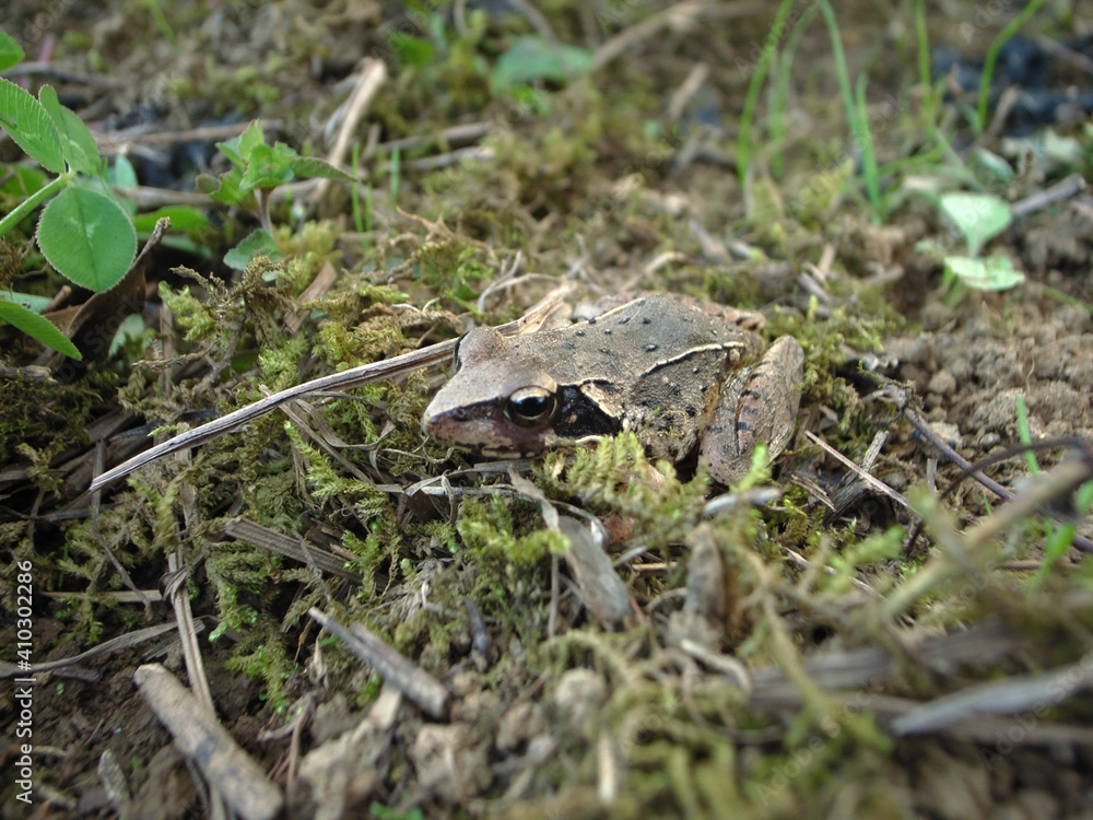 Naklejka premium アマガエル