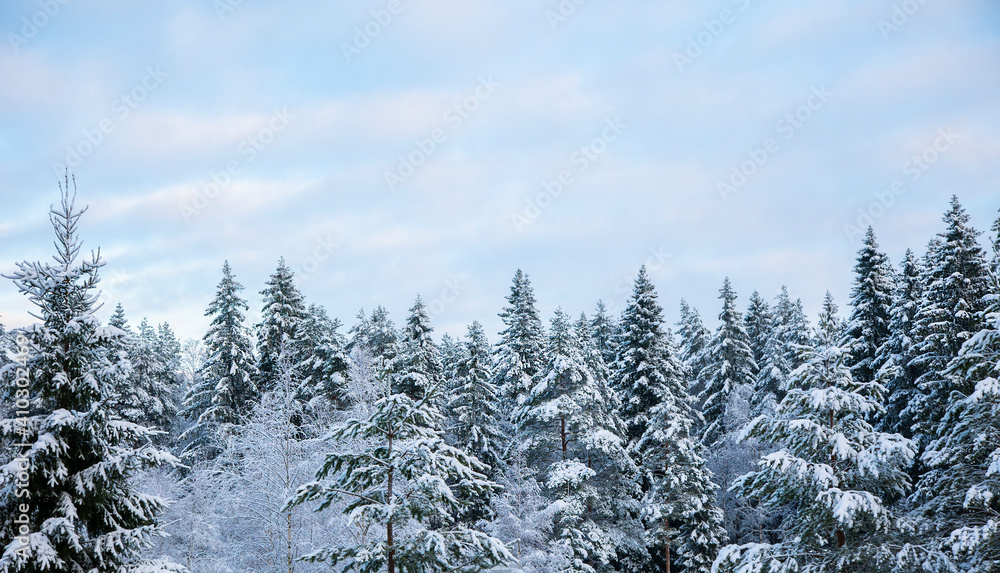 Snowy treetops and sky with cirrus clouds on sunny frosty day. Beautiful landscape of winter forest Snowy treetops and sky with cirrus clouds on sunny frosty day. Beautiful landscape of winter forest