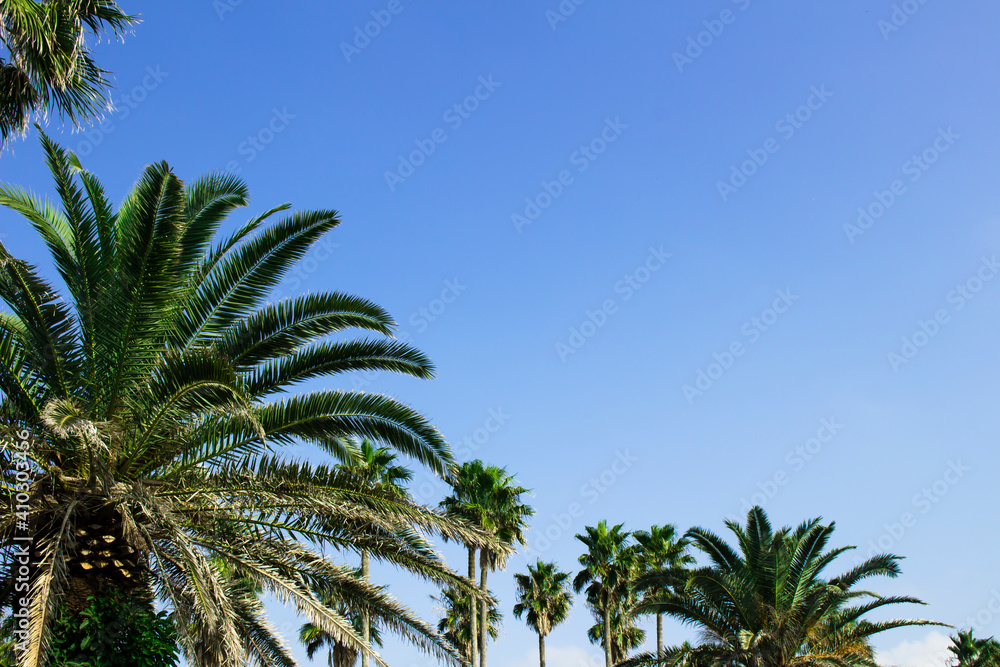 Palm trees under the blue sky of a beach resort