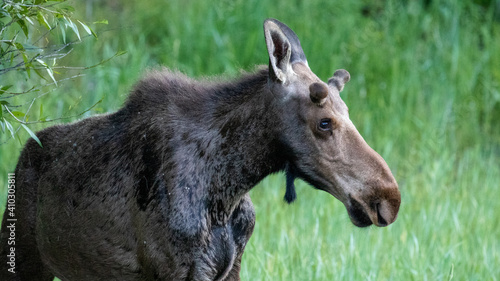 Moose in Jackson  Wyoming