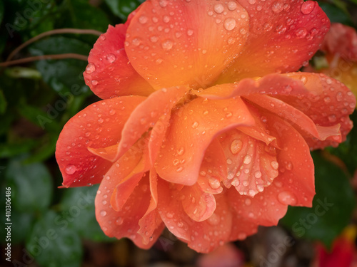 Glistening raindrops on a vibrant orange rose flower.