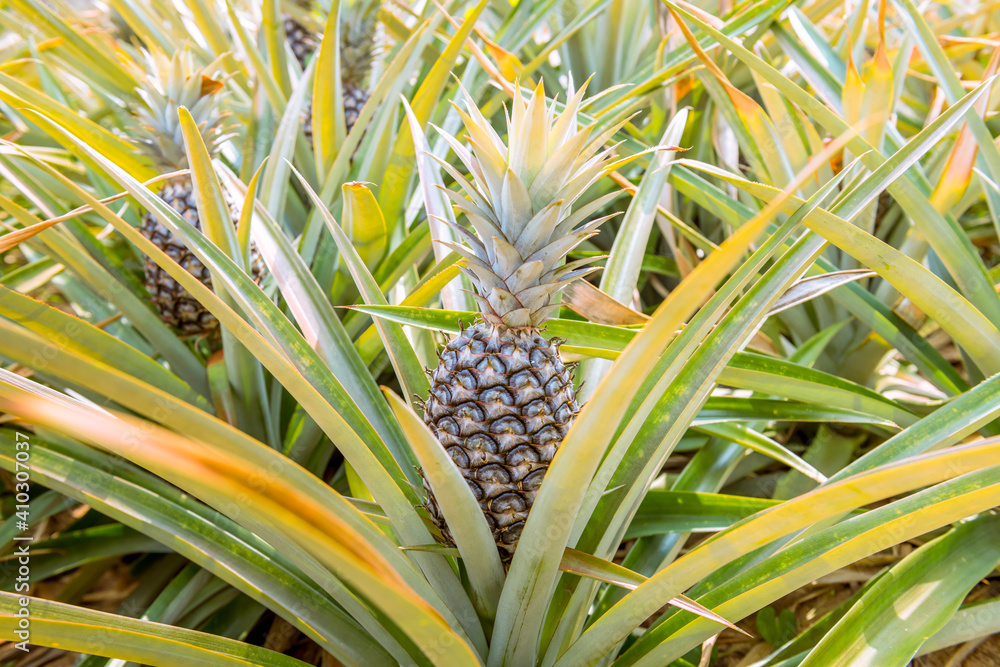 Fototapeta premium Pineapple fresh fruit ,organic are agriculture harvest for health and produce for food industry.