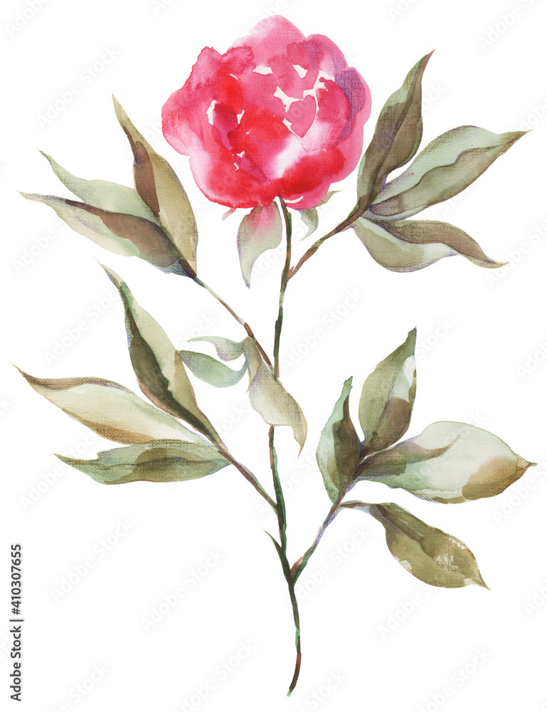 Hand-drawn watercolor and pencils red pink peony sketch on white background, paper canvas texture