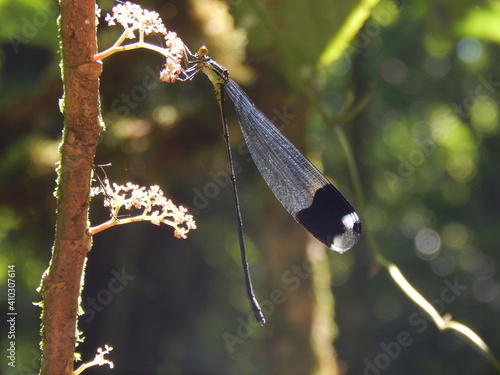 A Giant Helicopter Damselfly (Megaloprepus Caerulatus) enjoys a flower in a forest of Costa RIca. photo