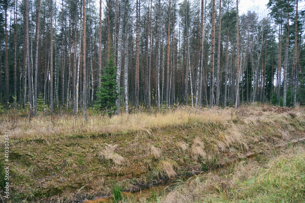 pine forest at the edge of the road in Cloudy rainy autumn day pine forest at the edge of the road in Cloudy rainy autumn day