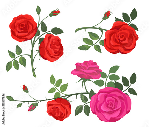 Red and purple roses set. Flowers, plants with rosebuds, branches with green leaves isolated on white. Vector illustration for decoration, florist job, floral shop, spring concept
