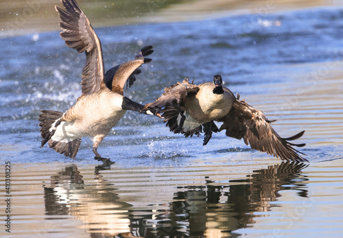 A Canada Goose has barely managed to avoid being nipped by another aggressive goose as it continues an escape attempt on the shoreline of a lake. © Susan Hodgson