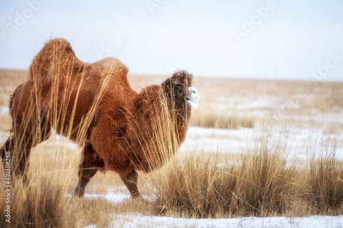 The Mongolian Gobi is the habitat of the Bactrian camel photo