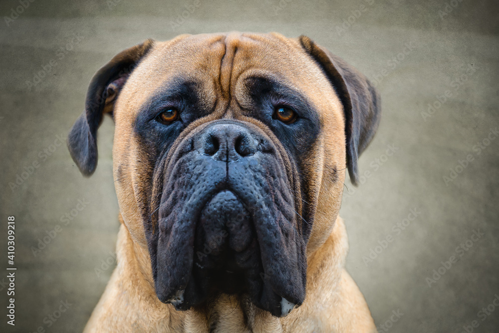 2021-02-02 CLOSE UP PORTRAIT OF A LARGE BULLMASTIFF WITH PIERCING EYES ON A GRAY BACKGROUND