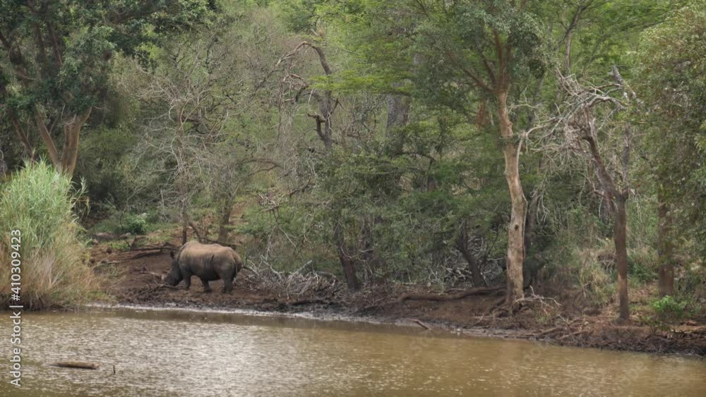Mother and calf White Rhinos walk along edge of muddy pond in Africa Mother and calf White Rhinos walk along edge of muddy pond in Africa