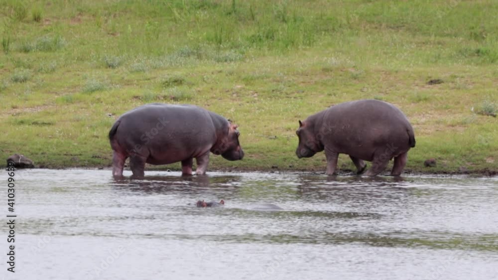 Hippos learn dominance display at pond in Kruger National Park savanna Hippos learn dominance display at pond in Kruger National Park savanna