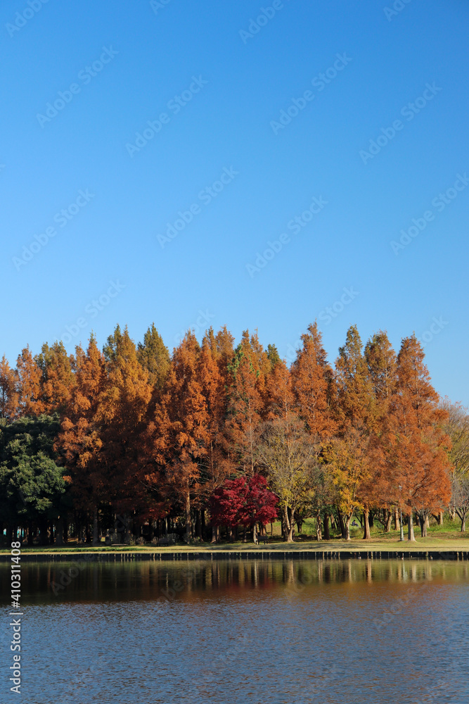 秋の風景 紅葉 メタセコイヤ 美しい 池 湖 水辺 オレンジ 赤い