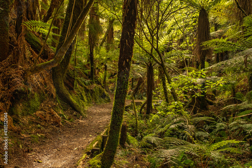 Dense vibrant green  lush jungle like remote native bush in the middle of nowhere