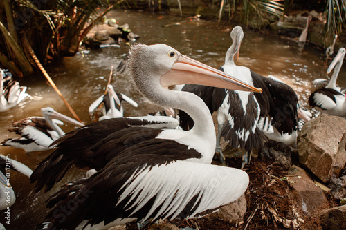 Pelican in Bali Island Indonesia - nature background
