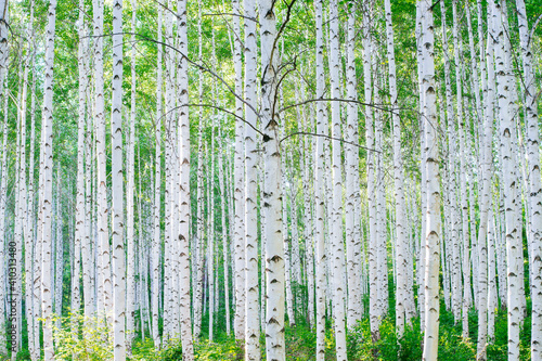 Birch forest                 
