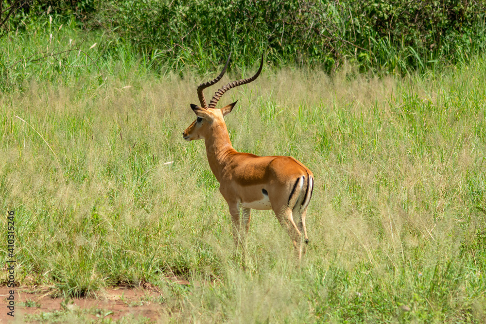 Close up of male Impala gazelle in Serengeti, Tanzania Close up of male Impala gazelle in Serengeti, Tanzania