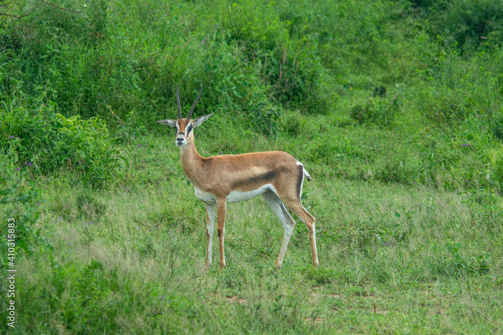 Close up of female Impala gazelle in Serengeti, Tanzania Close up of female Impala gazelle in Serengeti, Tanzania