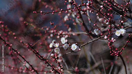 ume blossom in spring