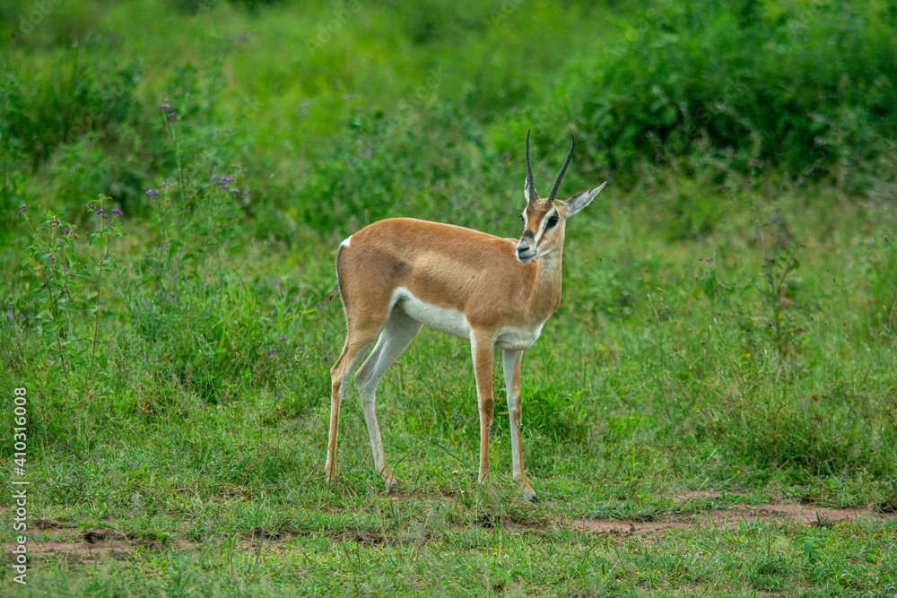 Close up of female Impala gazelle in Serengeti, Tanzania Close up of female Impala gazelle in Serengeti, Tanzania