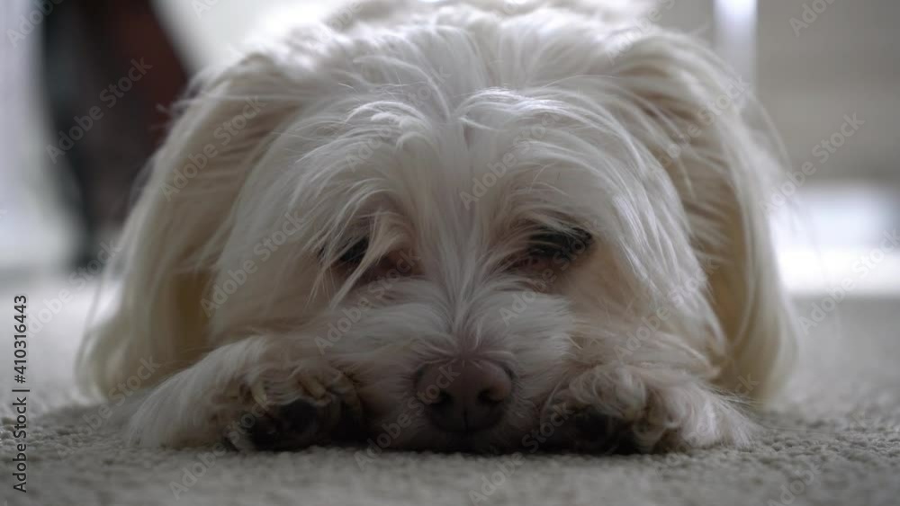 Cute adorable small little white crème dog falling asleep on carpet ground Yorkshire Maltese mix - Morkie mixed breed relaxing through the day with close-up of dog's face looking at camera Cute adorable small little white crème dog falling asleep on carpet ground Yorkshire Maltese mix - Morkie mixed breed relaxing through the day with close-up of dog's face looking at camera