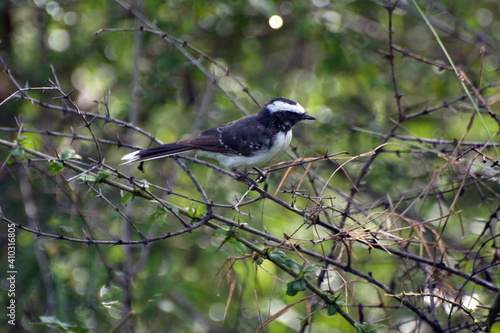 Migrant bird at Udawalawa wildlife reserve © Dilan Ponnamperuma