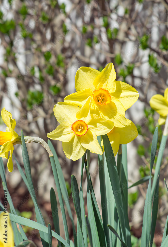 Fototapeta premium Two yellow narcissus in the spring
