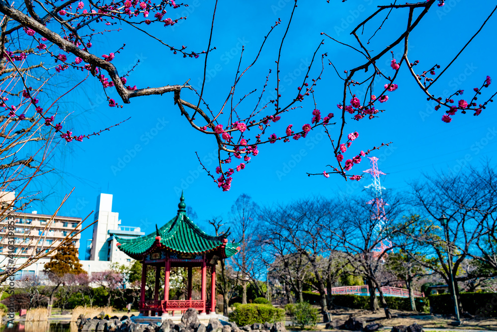 Fototapeta premium 武漢の森の梅