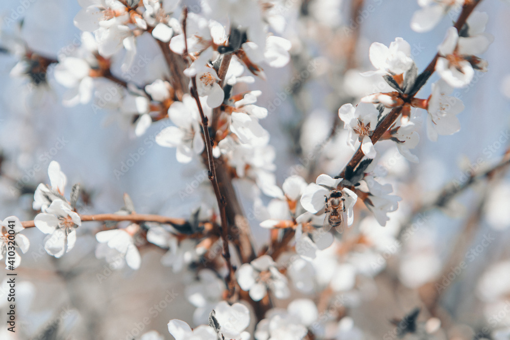 spring flowering: white apple blossoms. the concept of International Women's Day, March 8 spring flowering: white apple blossoms. the concept of International Women's Day, March 8