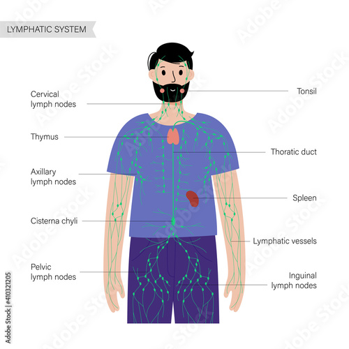 Lymphatic system in human body