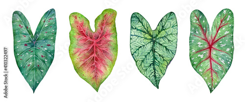 Watercolor tropical leaves of  plants. Hand painted Caladium isolated on white background. photo