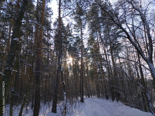 forest in winter