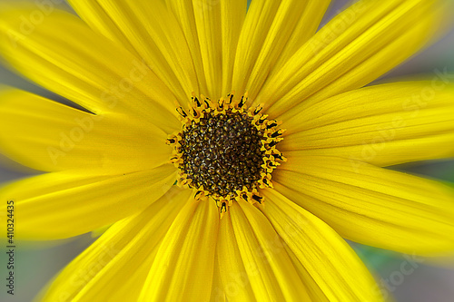 Close up of yellow daisy flower