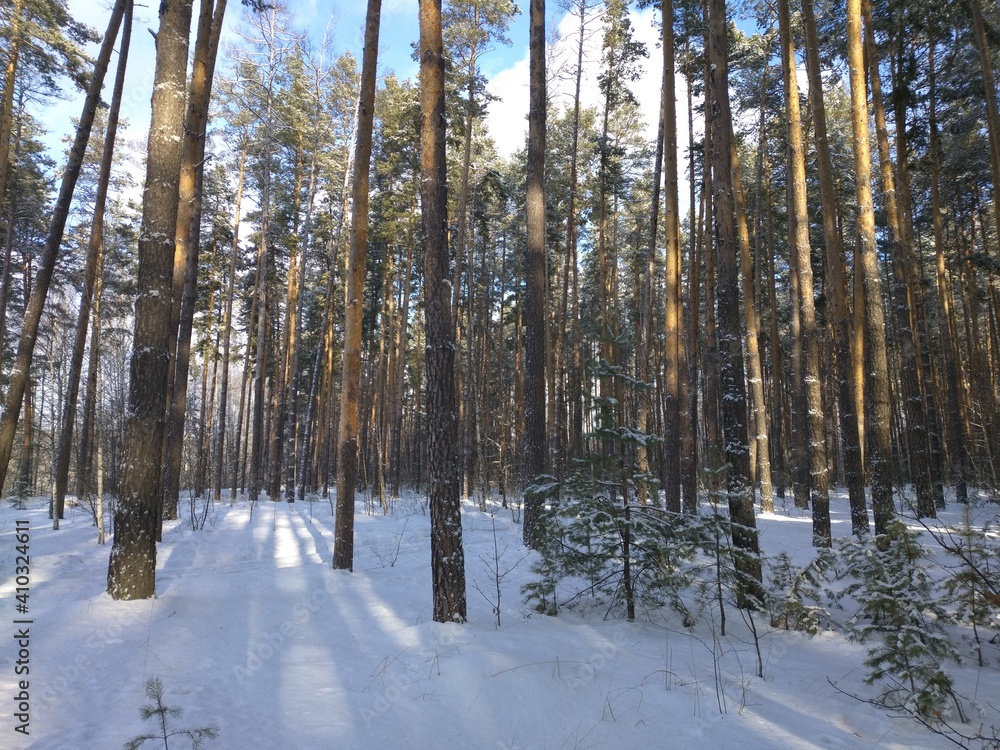 forest in winter forest in winter