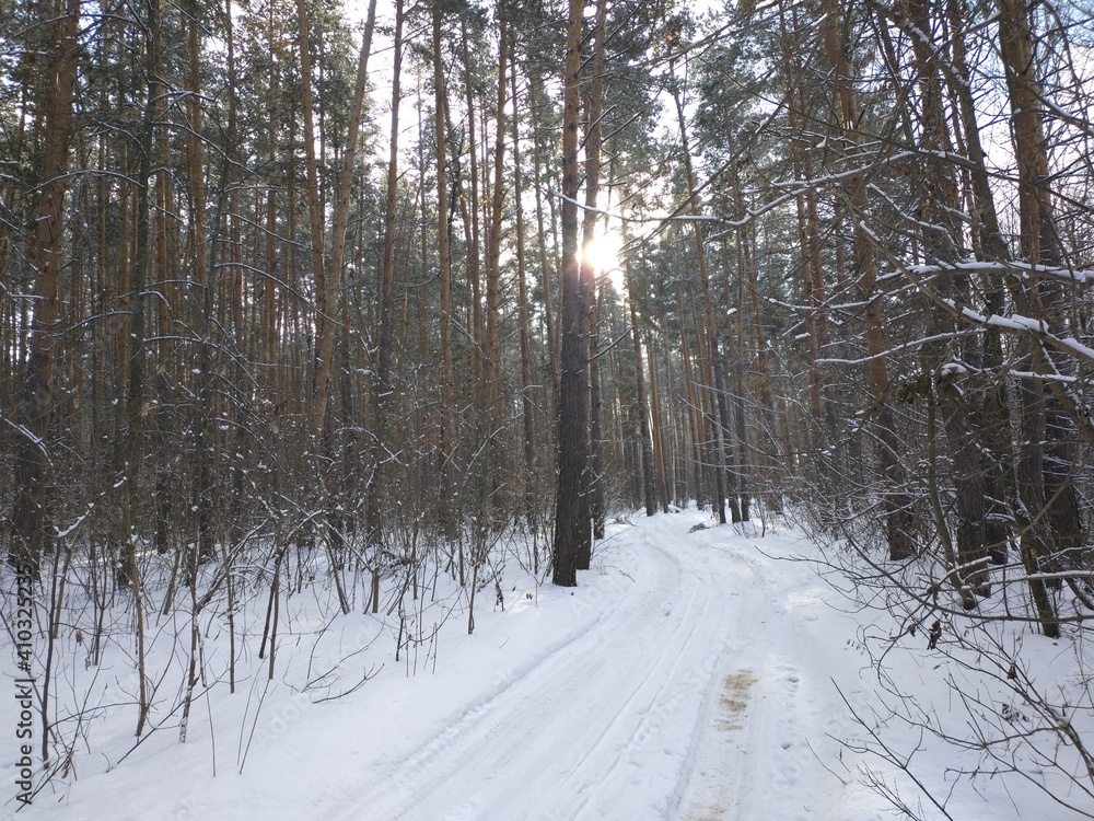Fototapeta premium forest in winter