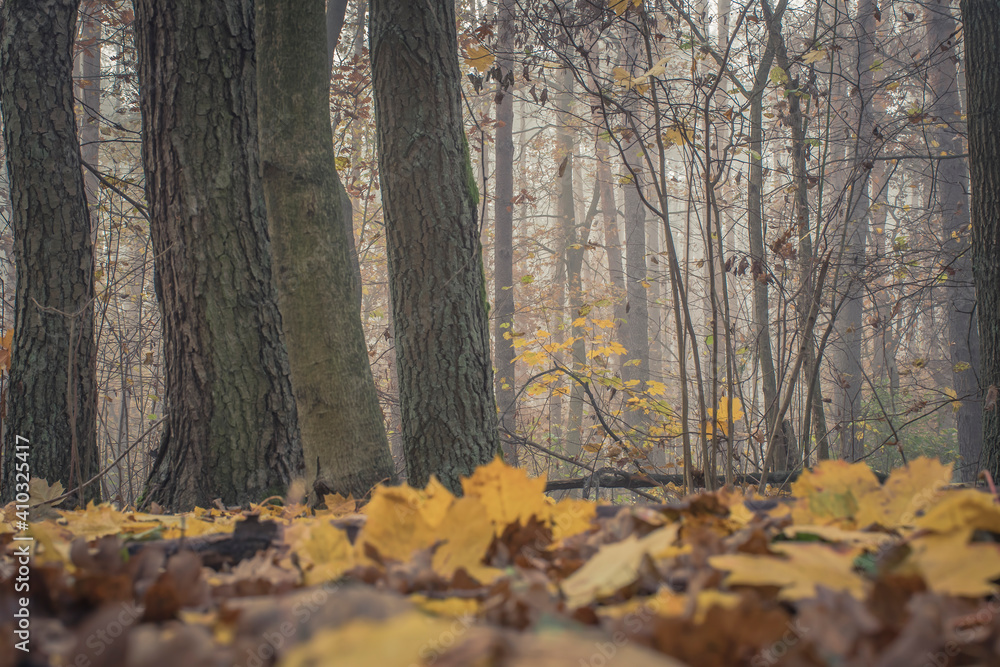 Early morning in a foggy wilderness. Autumn in Kampinos National Park, Poland. Colorful dried leaves cover the soil. Selective focus on tree trunks, blurred background.