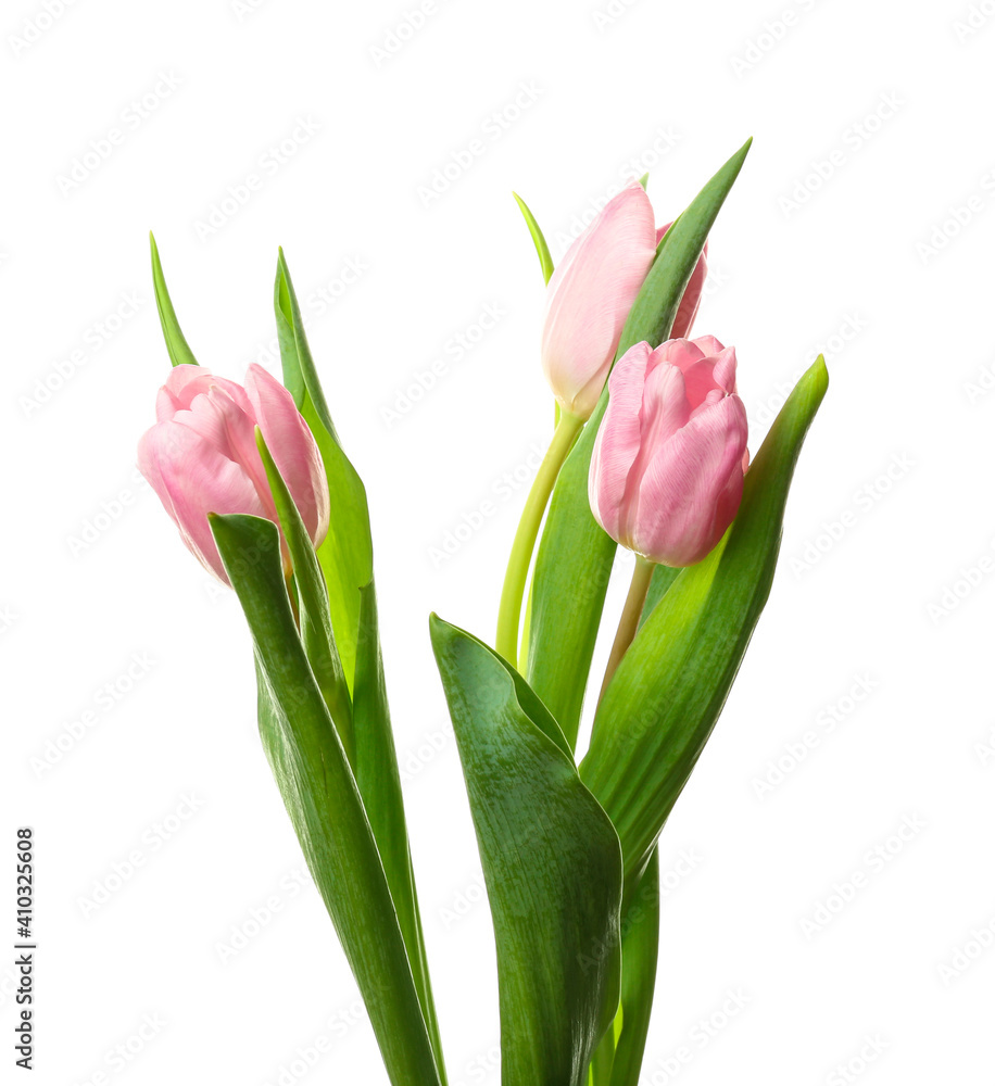 Obraz premium Beautiful tulip flowers on white background