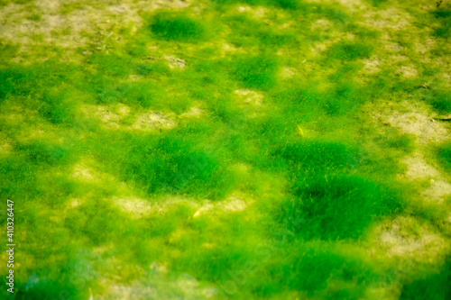 川に繁殖した緑色の藻