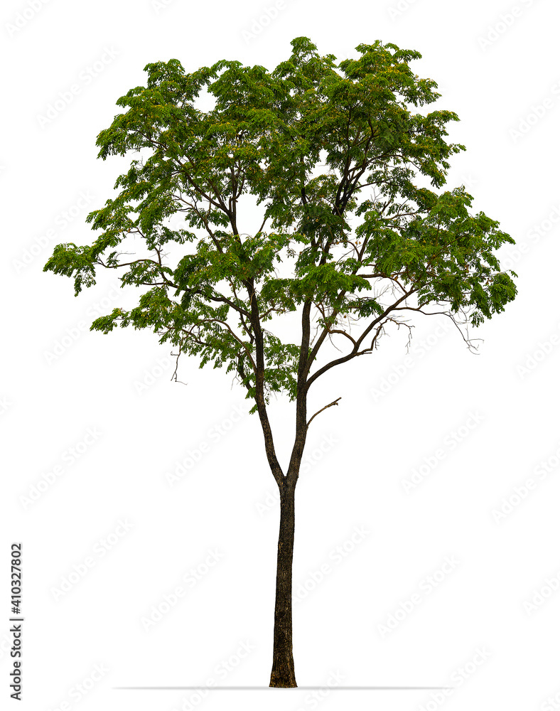 Obraz premium Tree isolated on white background