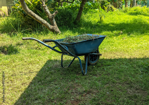 An old blue wheelbarrow at the backyard