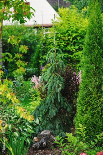 weeping conifer variety - picea abies Inversa - growing in private garden in mixed border