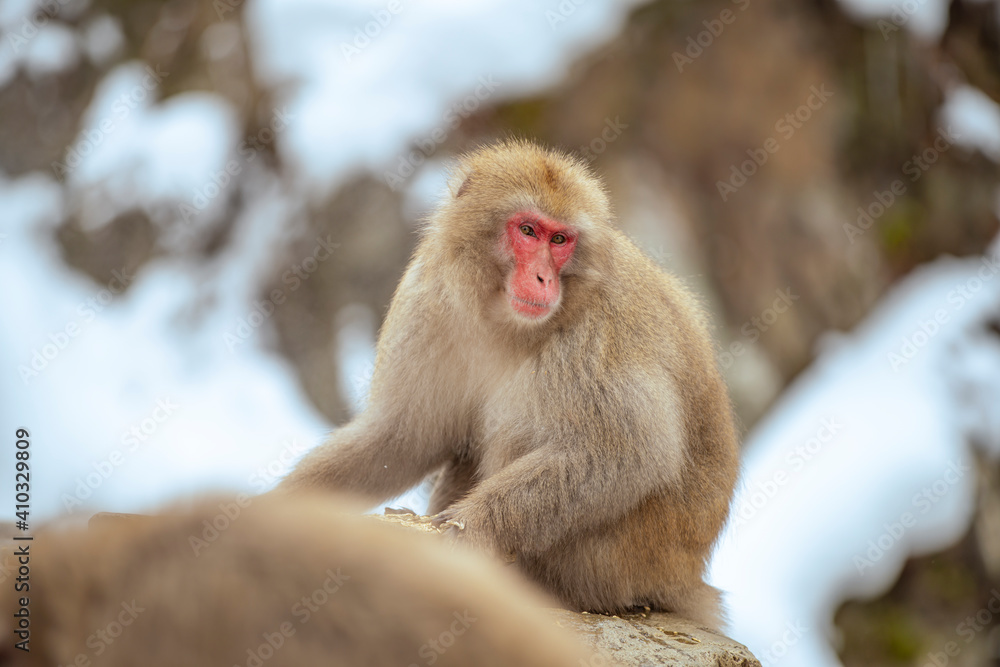 	長野県山ノ内町　地獄谷野猿公苑の温泉に入るニホンザル