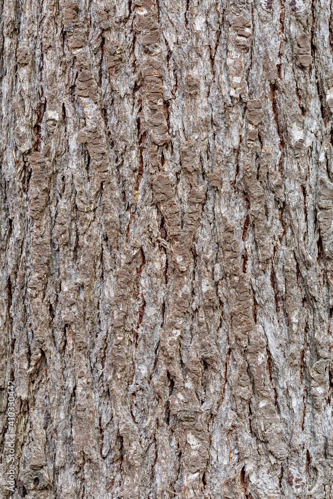 Detail of the bark of the cedar trunk. Cedrus. Pinar de Las Lomas, León, Spain. Detail of the bark of the cedar trunk. Cedrus. Pinar de Las Lomas, León, Spain.