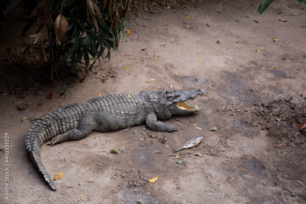 Crocodile in the zoo.Ho Chi Minh city Vietnam Crocodile in the zoo.Ho Chi Minh city Vietnam