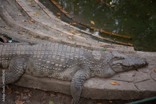 Crocodile in the zoo.Ho Chi Minh city Vietnam 