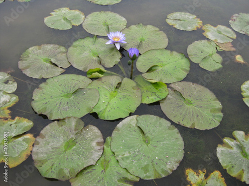 a lotus flower blooming in a pond