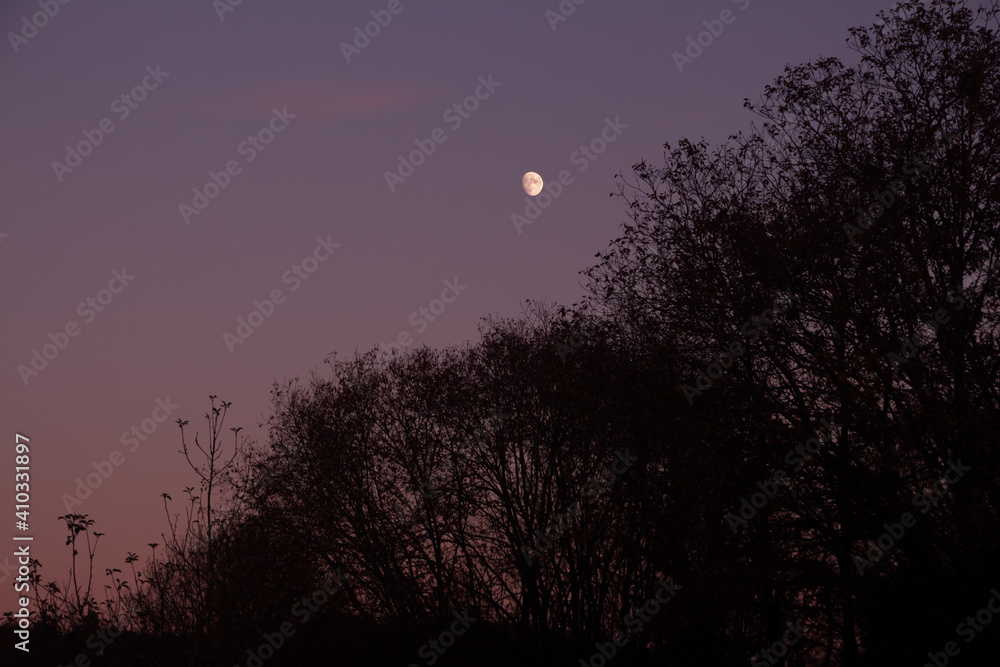 sunset in the forest with a crescent moon in the winter cold