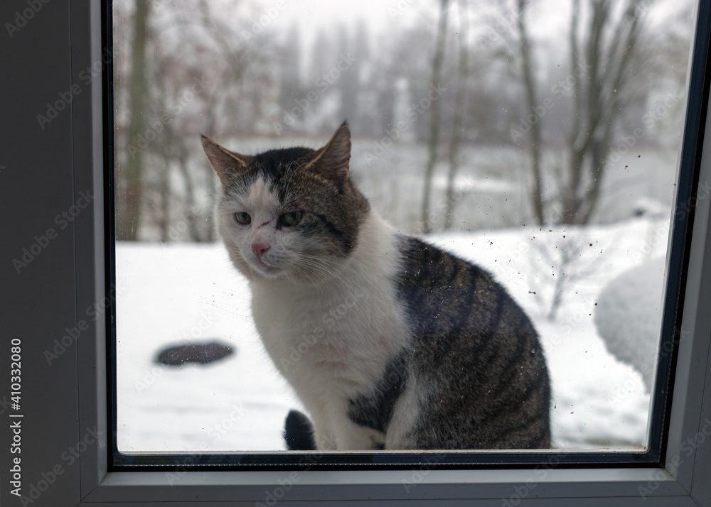 picture with window, motley tomcat sitting behind the window, blurred view behind the window, winter
